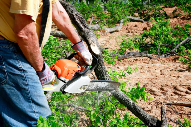 East Mckeesport, PA Tree Removal Company